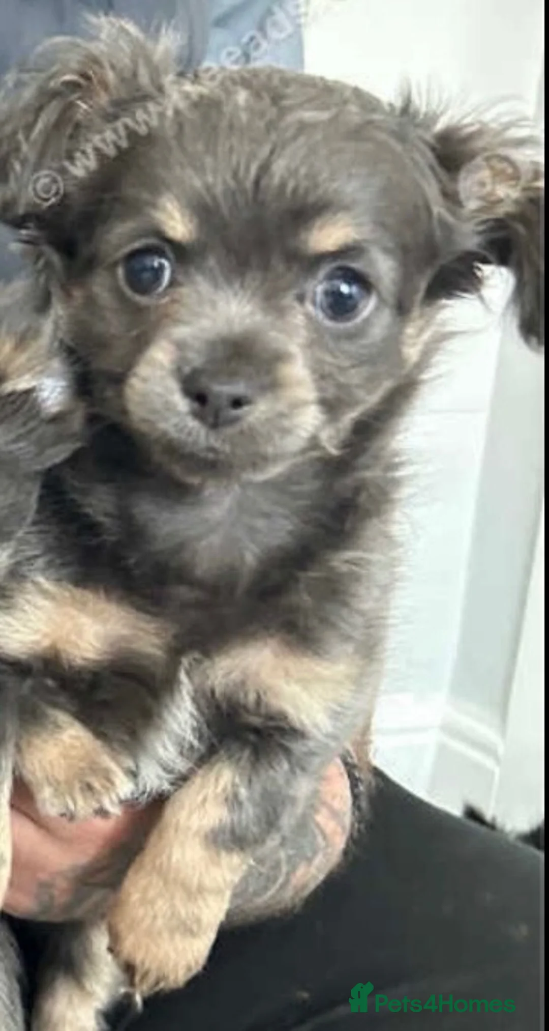 Chihuahua dogs for sale: BEautiful long coat Chihuahia  - Advert 2