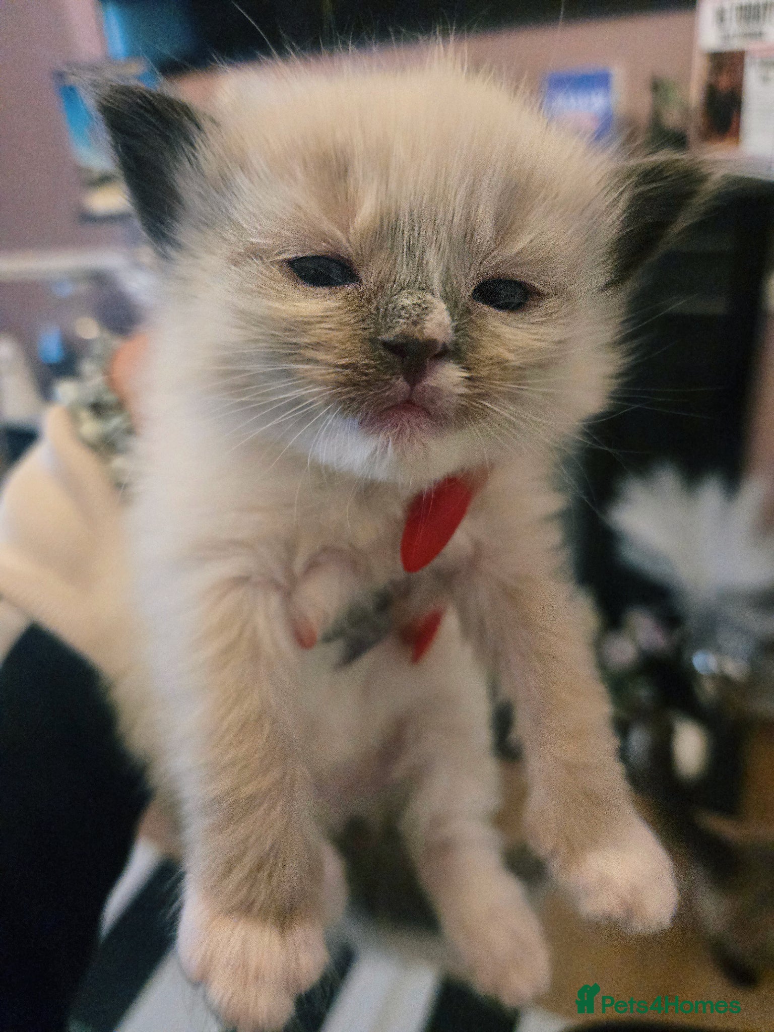 Ragdoll cats for sale: Stunning litter of Purebred Ragdoll kittens - Advert 8
