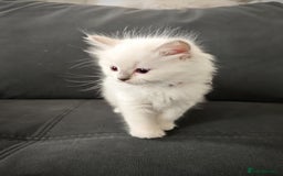 Ragdoll cats for sale: Ready Pedigree Lilac (Rare) Ragdoll Kittens - Image 9