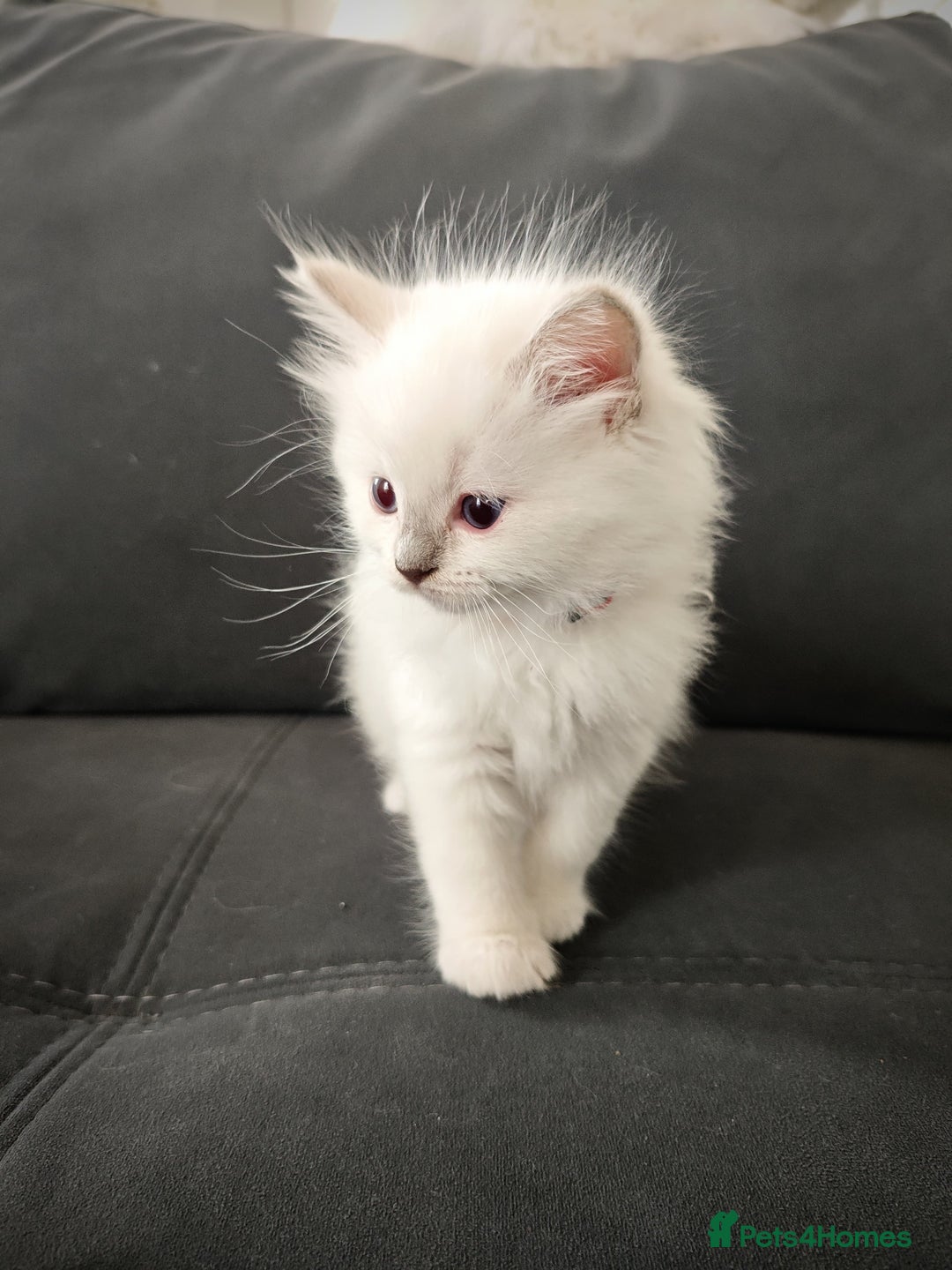 Ragdoll cats for sale: Ready Pedigree Lilac (Rare) Ragdoll Kittens - Image 9