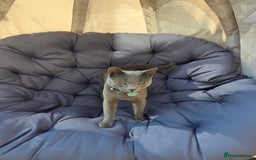 Russian Blue cats for sale: Amazing Russian Blue kitten looking for new home - Image 7