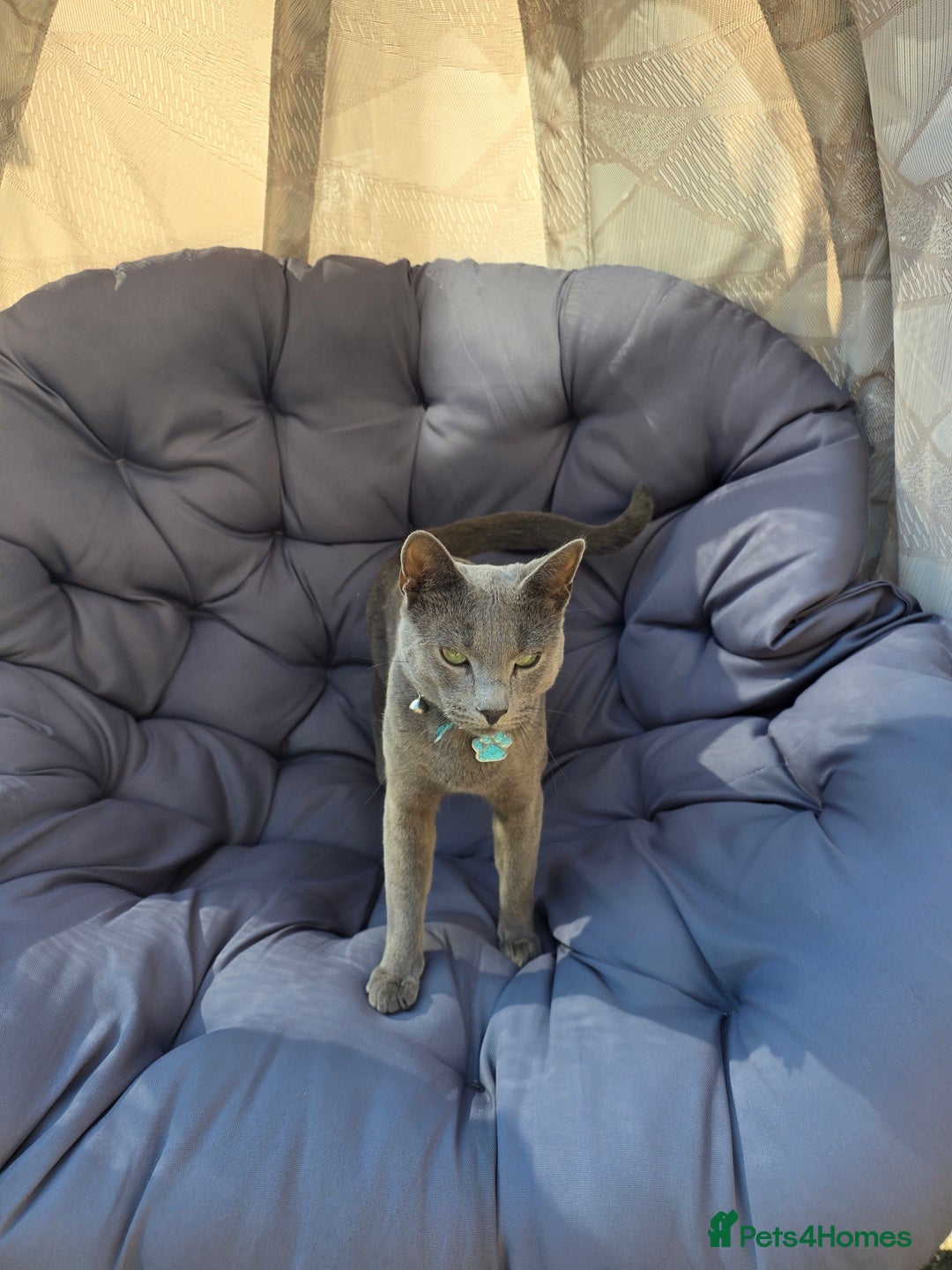 Russian Blue cats for sale: Amazing Russian Blue kitten looking for new home - Image 7