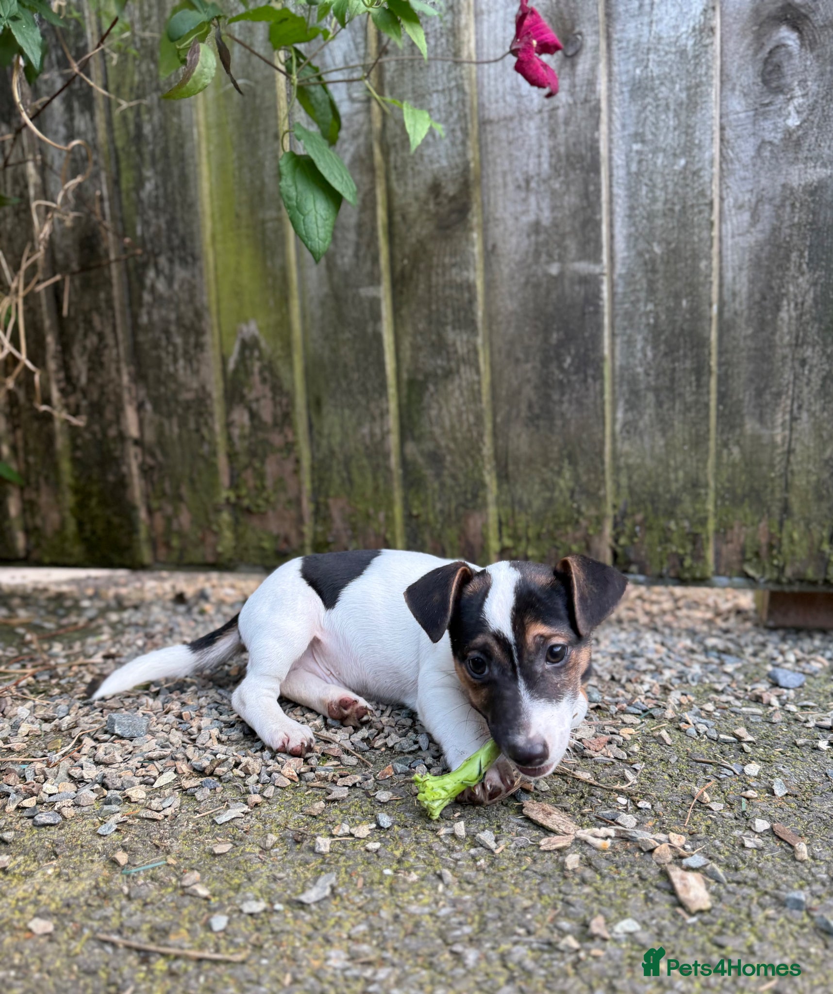 Jack Russell dogs for sale: ‘Naughty’ Jack Russell Pups  in Kilgetty - Advert 20