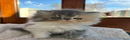 Exotic cats for sale: 2 Exotic kittens both fluffy male and female  - Advert 18