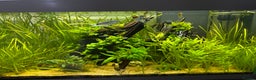 Angelfish fish for sale: Community fish tank  - Advert 4