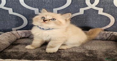 Ragdoll cats - Advert 11
