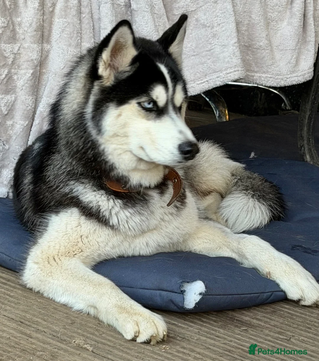 Siberian Husky dogs for adoption: 🐾 CLOUD – Female Siberian Husky in West Malling - Advert 2