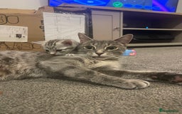 Bengal cats for sale: 🐾 Beautiful Bengal Kittens 🐾 - Image 4