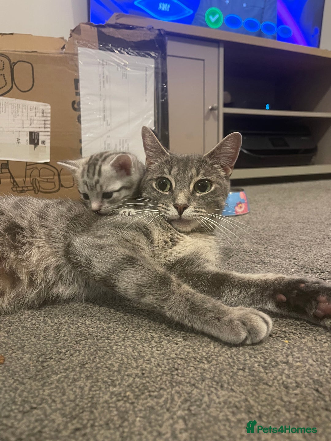 Bengal cats for sale: 🐾 Beautiful Bengal Kittens 🐾 - Image 4