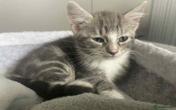 Domestic Shorthair cats for sale: Grey tabbies - Image 2