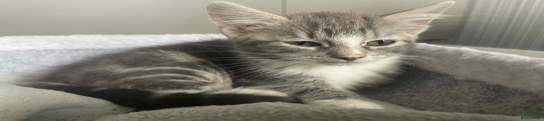 Domestic Shorthair Kitten 1