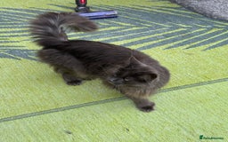Maine Coon cats for sale: Maine coon - Image 3