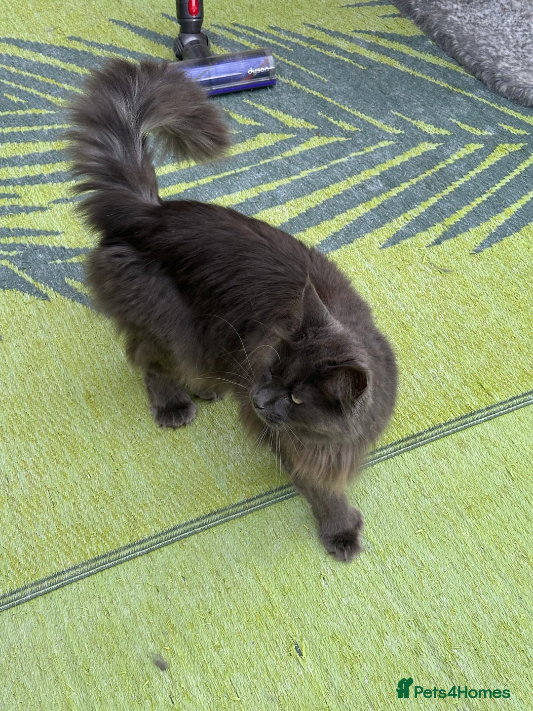 Maine Coon cats for sale: Maine coon - Image 3