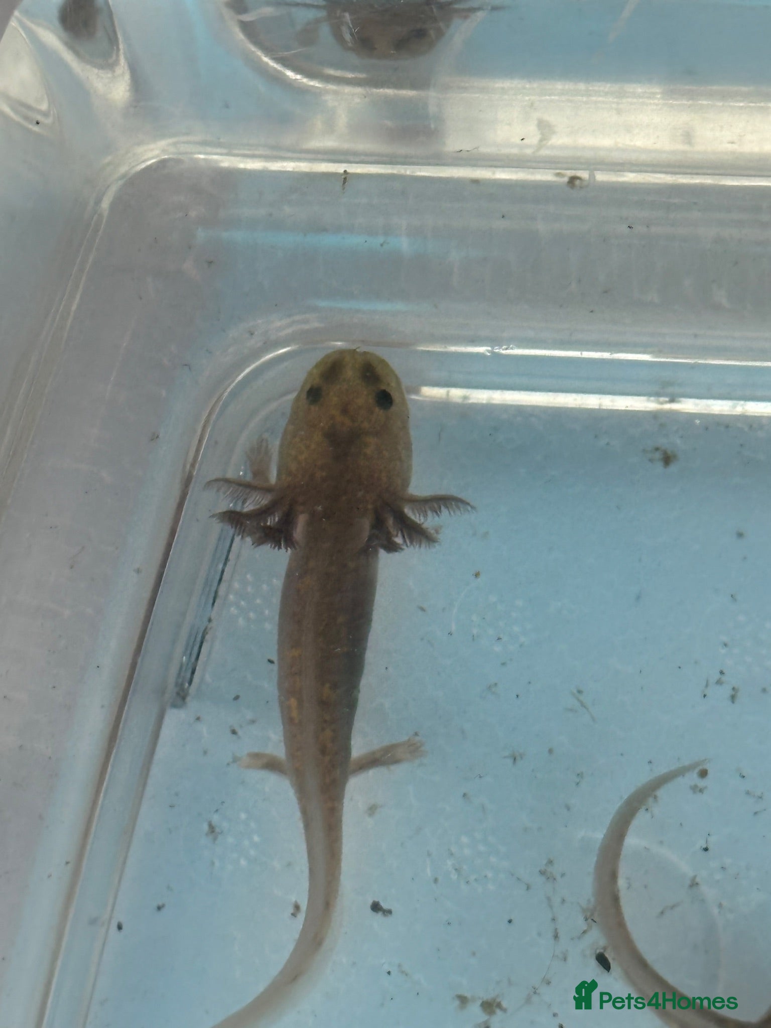 Axolotl reptiles Baby Axolotl 2”-3” - Advert 2