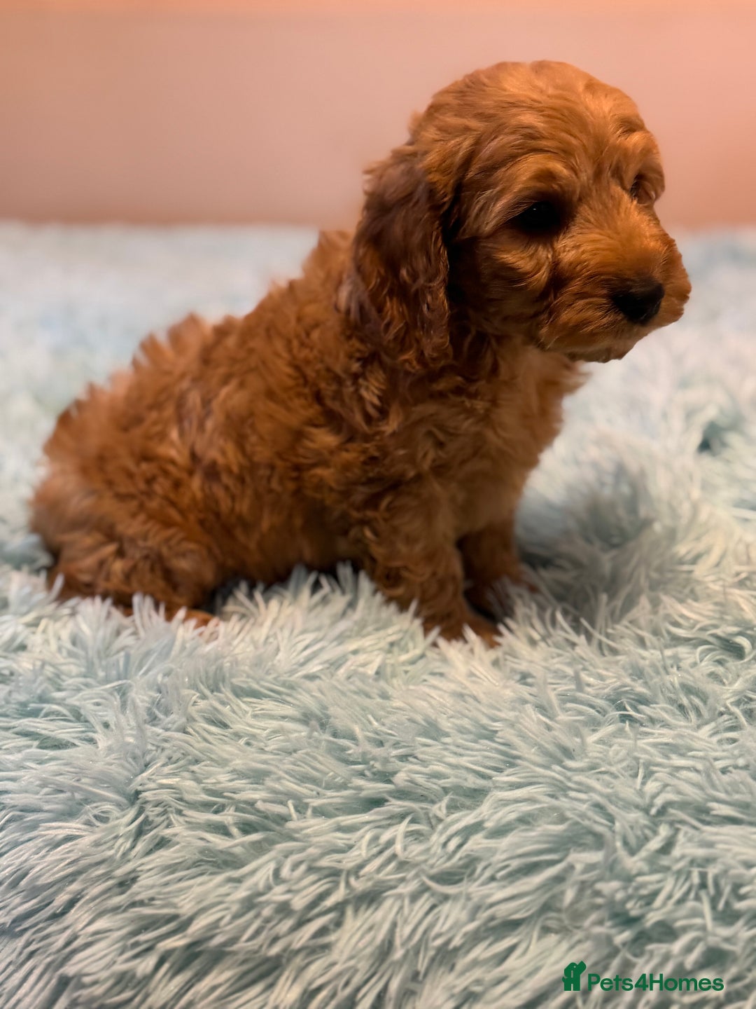 Cockapoo dogs for sale: Healthy Happy Stunning Cockapoo Puppies - Advert 12