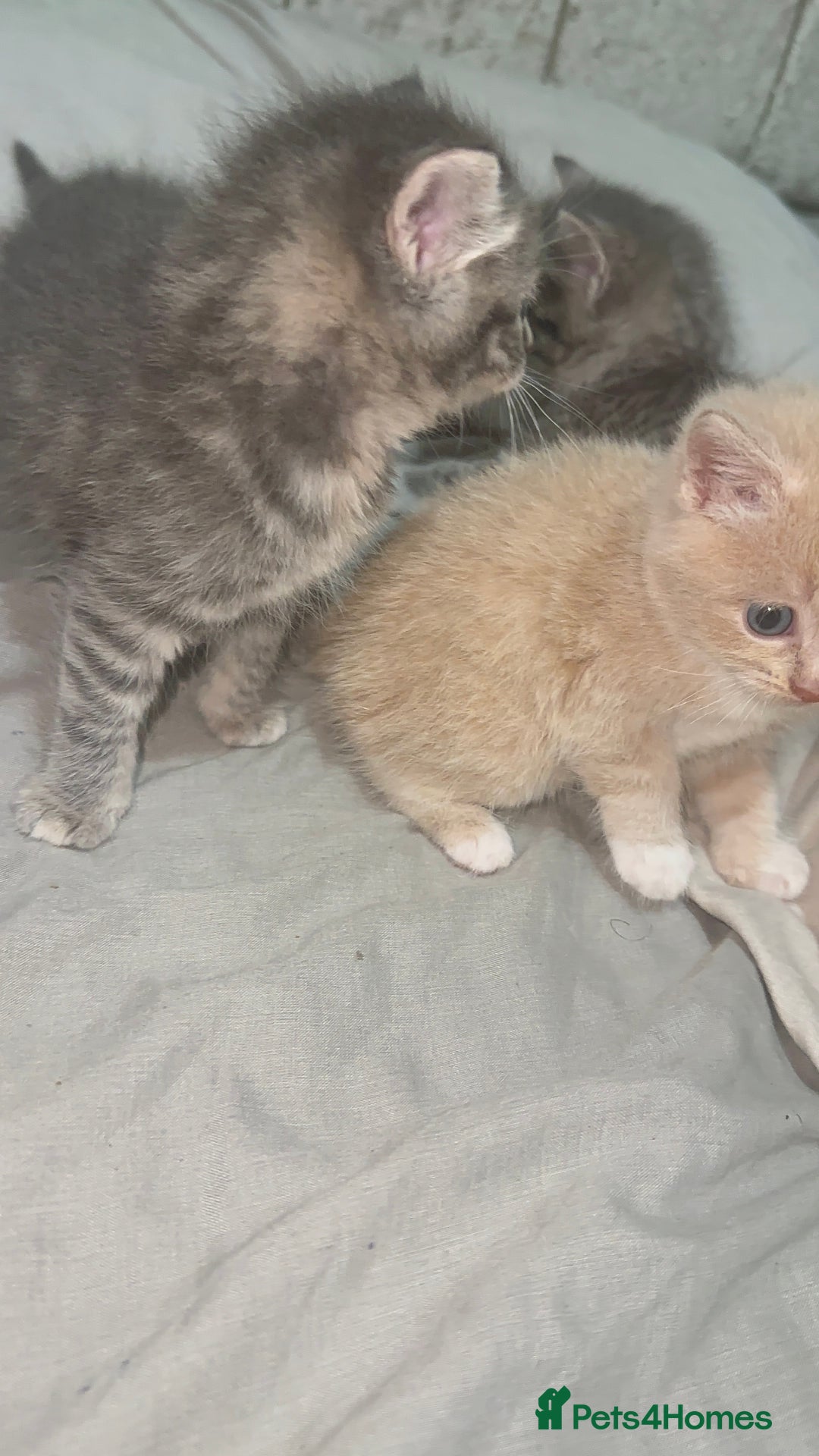 Mixed Breed cats for sale: 3 Beautiful Kittens Needing A Home - Advert 4