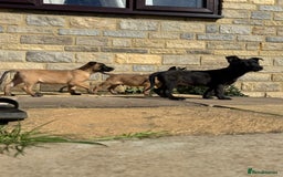 Belgian Shepherd Dog dogs for sale: Dutch herder puppys for sale  - Image 2
