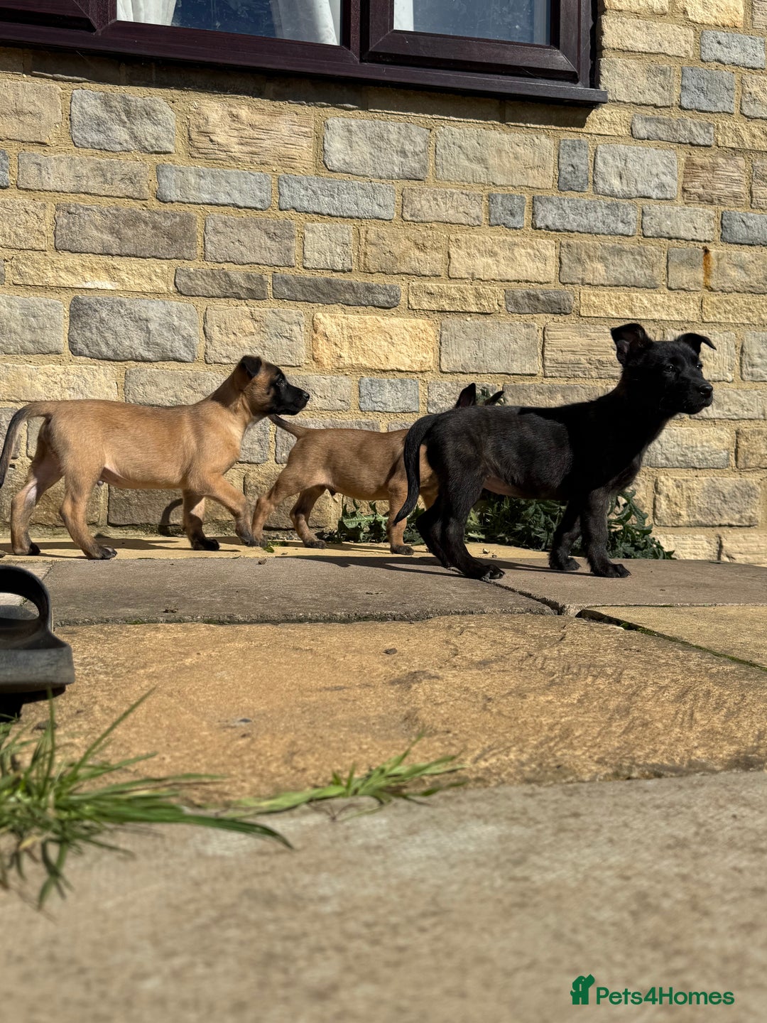 Belgian Shepherd Dog dogs for sale: Dutch herder puppys for sale  - Image 2