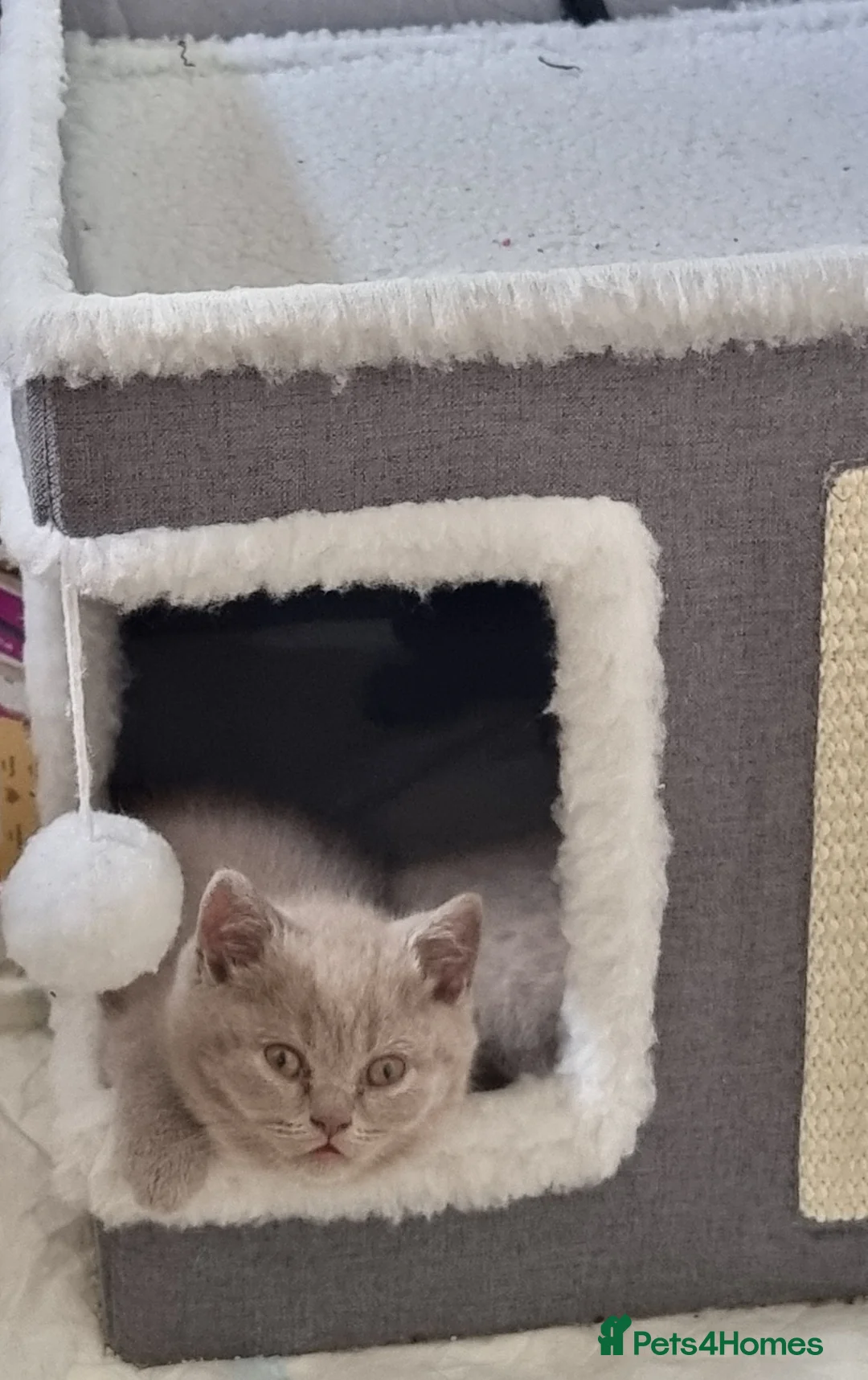Scottish Fold cats for sale: Cute Scottish fold 💕 ready for a new home🐾🐱🐾 - Advert 2