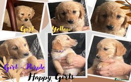 Golden Retriever dogs for sale: 🐾 Golden Retriever Puppies – Ready Now! 🐾 - Image 2