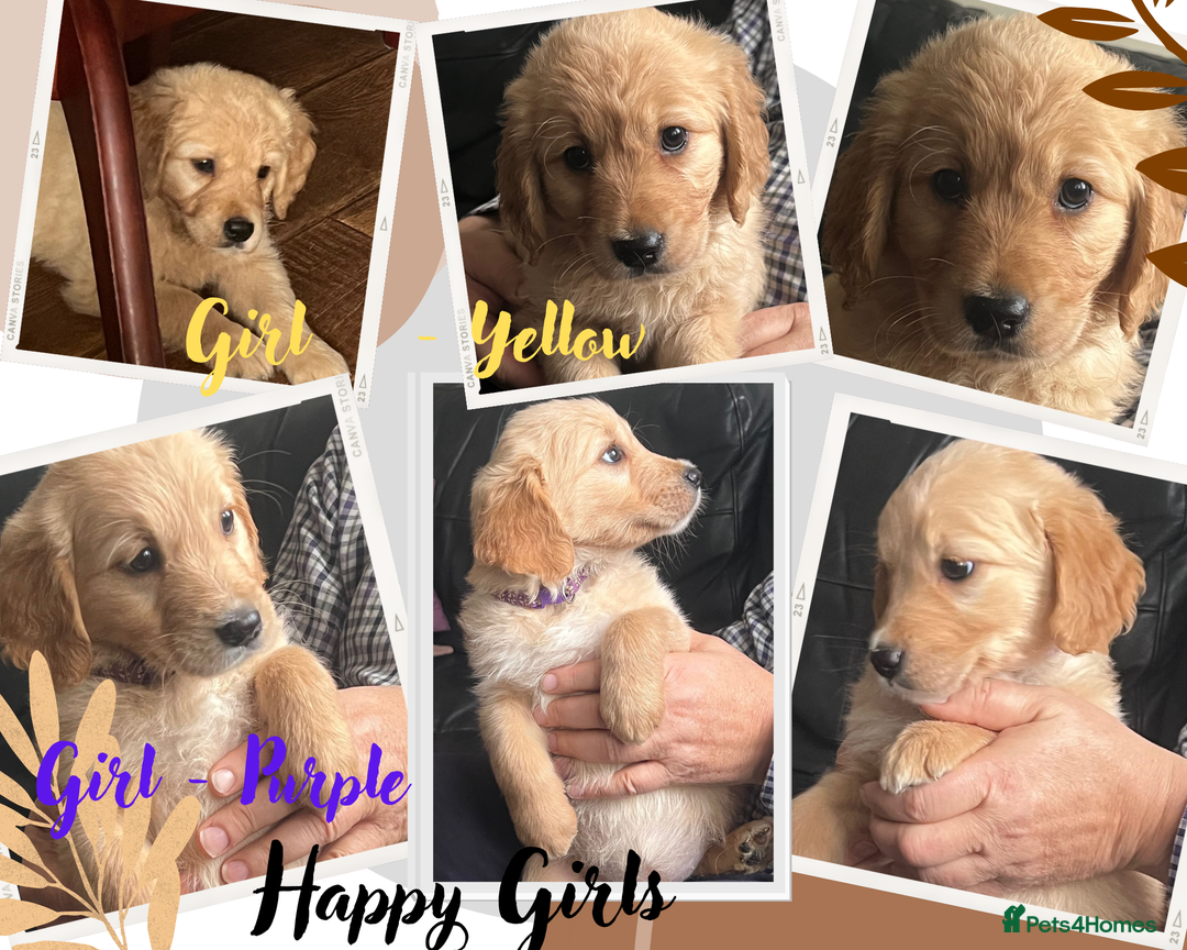 Golden Retriever dogs for sale: 🐾 Golden Retriever Puppies – Ready Now! 🐾 - Image 2