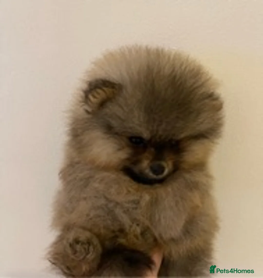 Pomeranian dogs for stud: STUNNING FENDI OPEN AT STUD 🏆CHAMPION SIRED🏆 in Grays - Advert 7