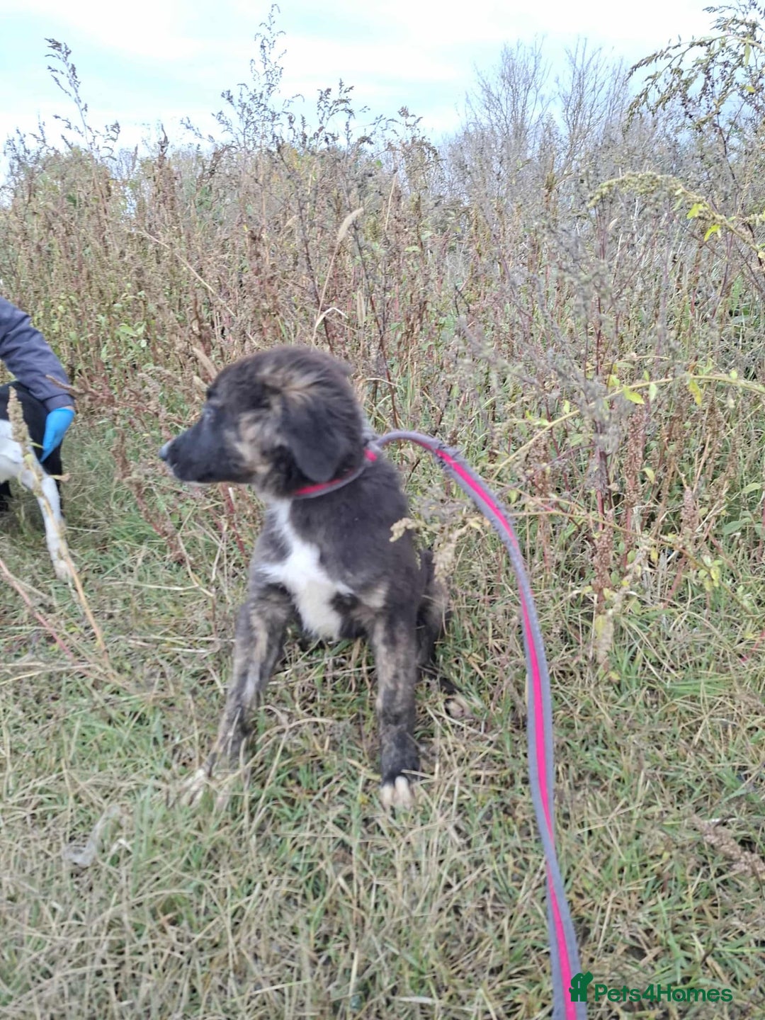 Mixed Breed dogs for adoption: Blaire - North Walsham norfolk  - Image 5
