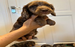 Cocker Spaniel dogs for sale: Super rare and unique show type dna tested Kc reg  - Image 31