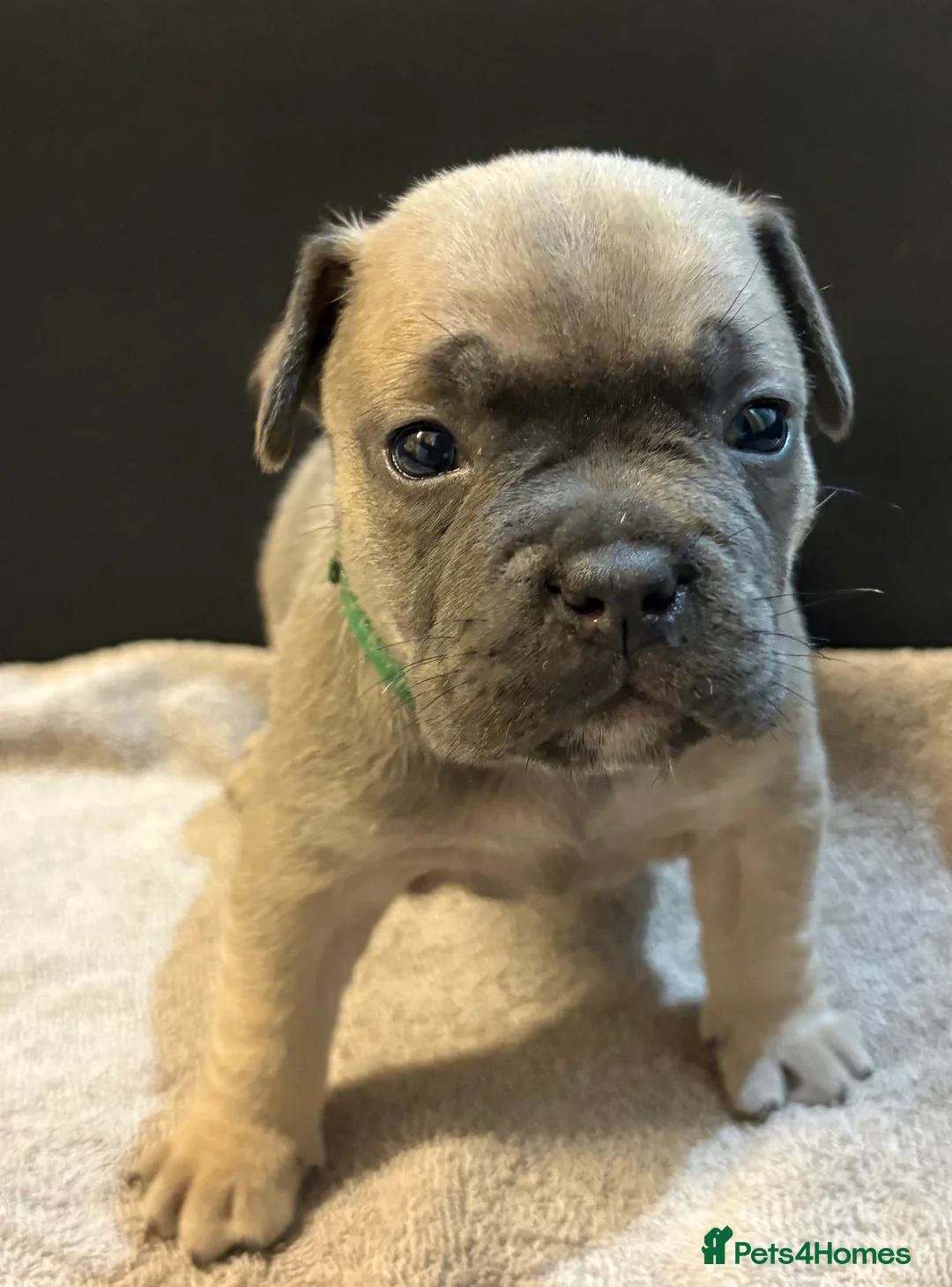 Mixed Breed dogs for sale: Frenchie mix - Advert 19