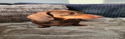 Miniature Dachshund dogs for sale: Chocolate tan Dachshund lady - Advert 1