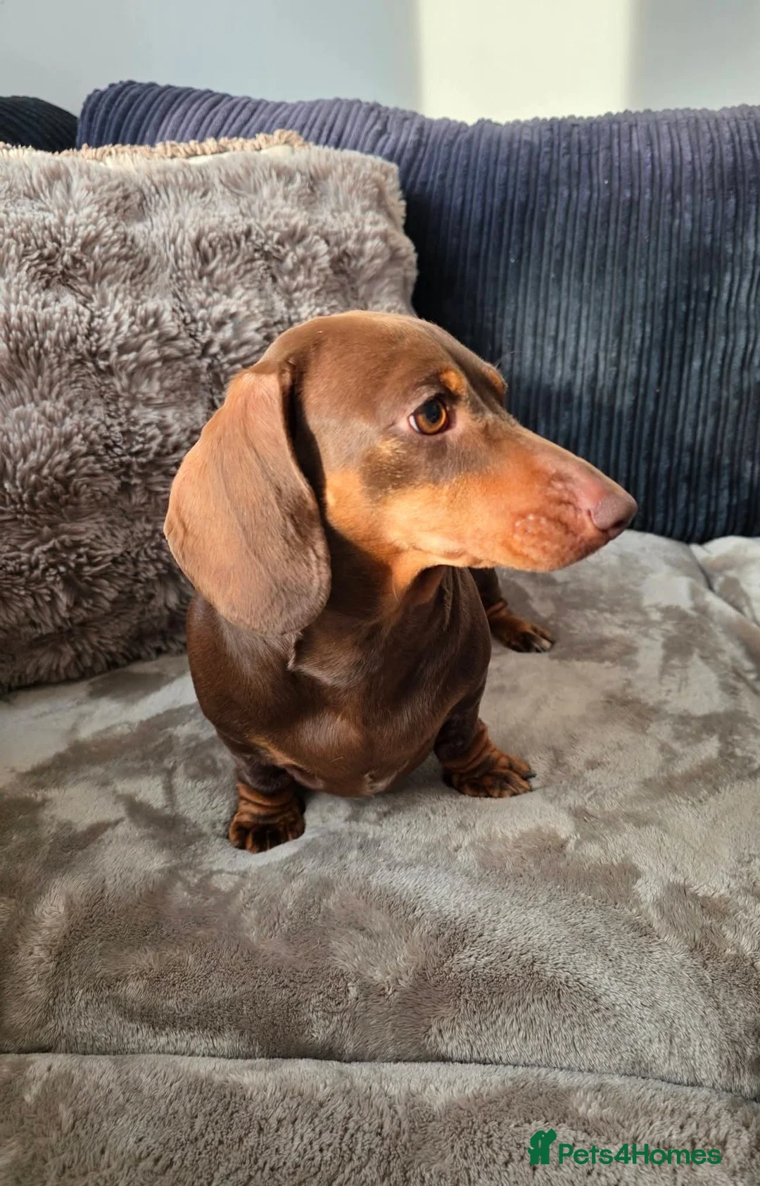 Miniature Dachshund dogs for sale: Chocolate tan Dachshund lady - Advert 1