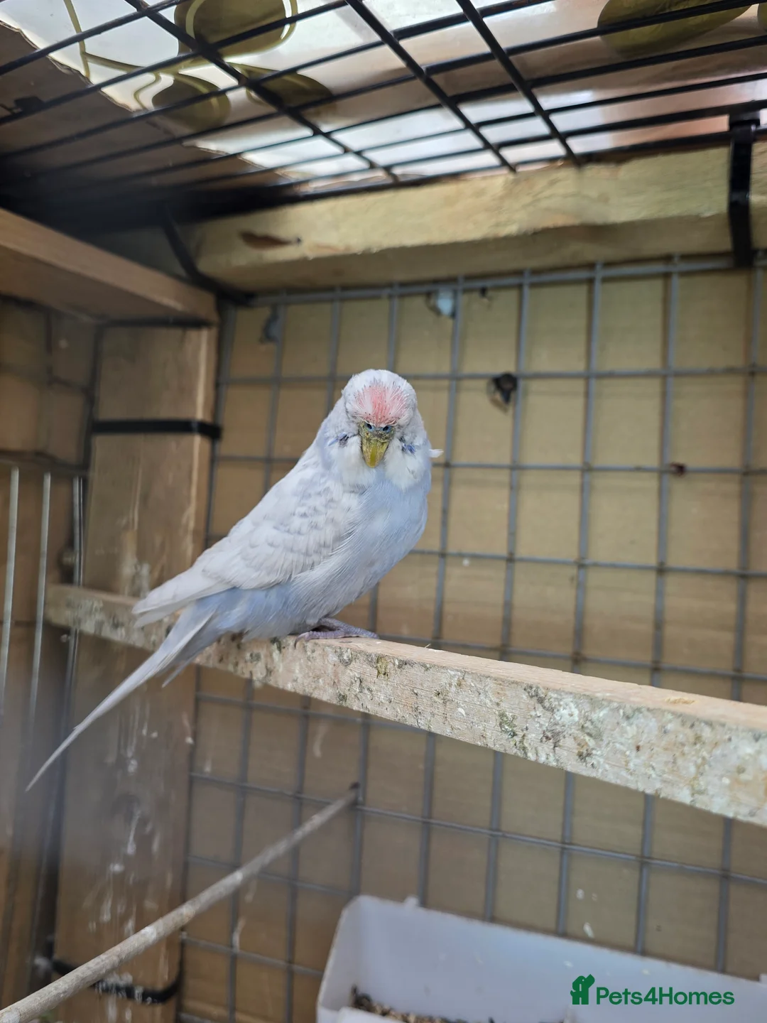 Budgerigars birds for sale: Budgies and guliden finch  - Advert 10