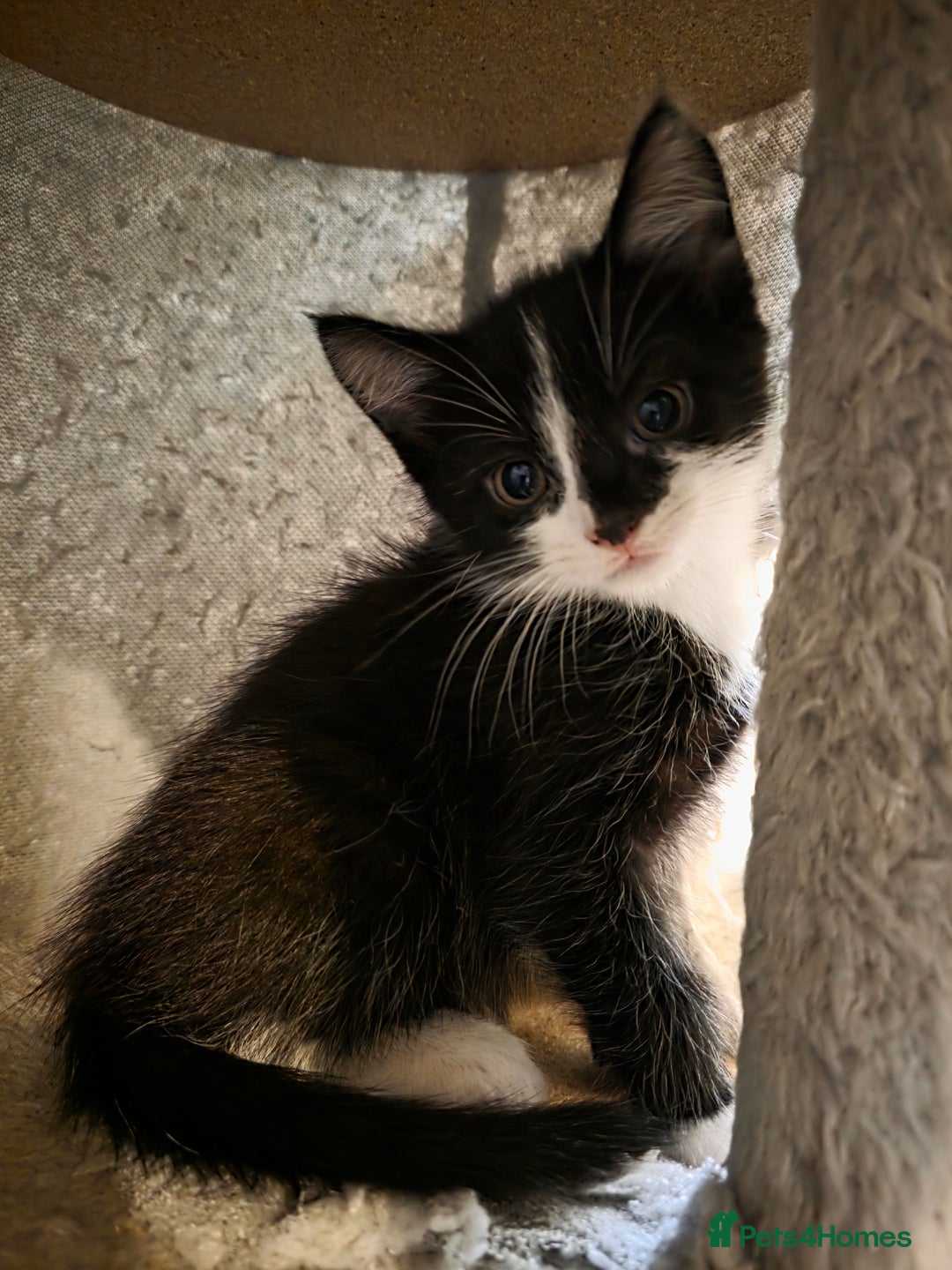 Mixed Breed cats for sale: Adorable longhair and short hair  - Advert 19