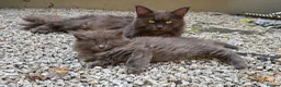 Maine Coon cats for sale: Beautiful Maine Coons from Champion lines  in Saint Agnes - Advert 24