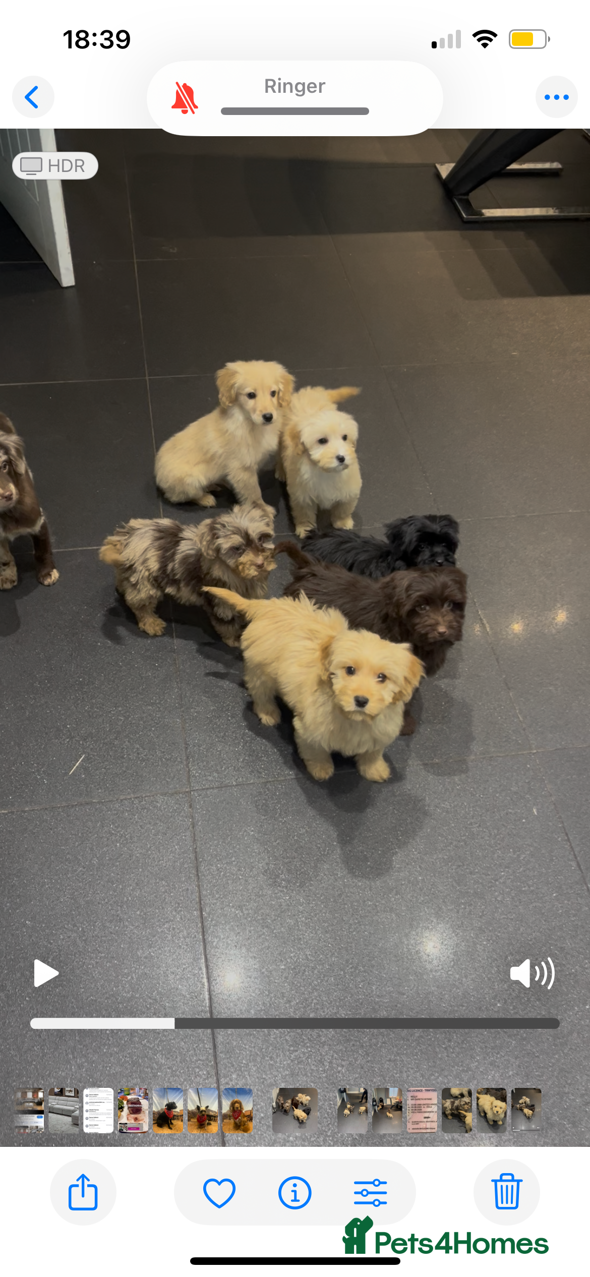 Cockapoo dogs Beautiful merl Cockpoo puppies  - Advert 12