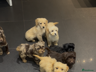 Cockapoo dogs Beautiful merl Cockpoo puppies - Advert 12