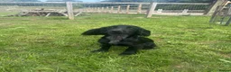 Cocker Spaniel dogs for sale: Lovely gentle working cocker spaniel pup - Advert 4