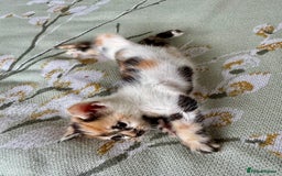 Bengal cats for sale: Bengal kittens 4 pure bangals 5 bengal x kittens - Image 18
