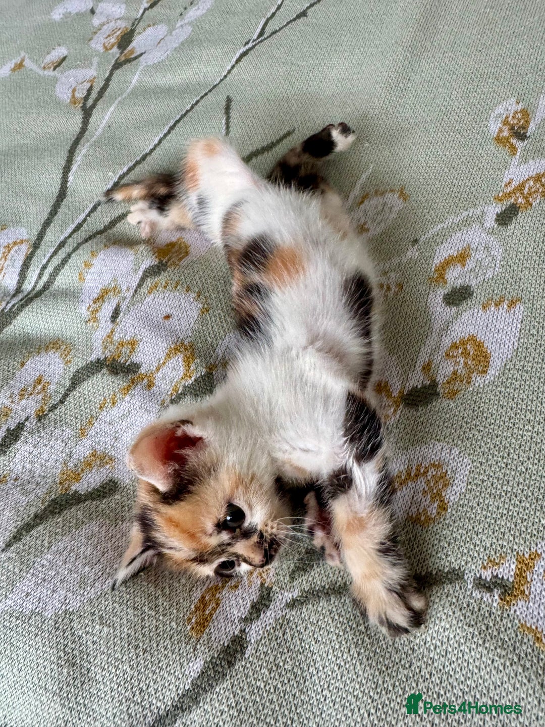 Bengal cats for sale: Bengal kittens 4 pure bangals 5 bengal x kittens - Image 18