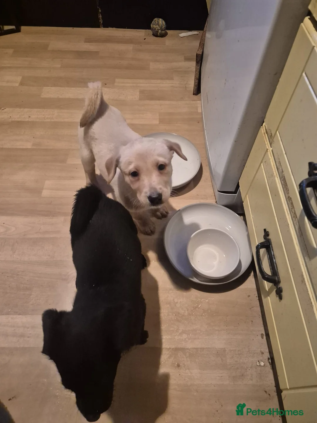 Borador dogs for sale: 2 female borador puppies - Advert 1