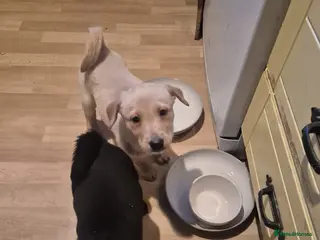 Borador dogs 2 female borador puppies - Advert 1