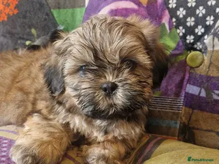 Shih Tzu dogs Shih-tzu pedigree puppies - Advert 3