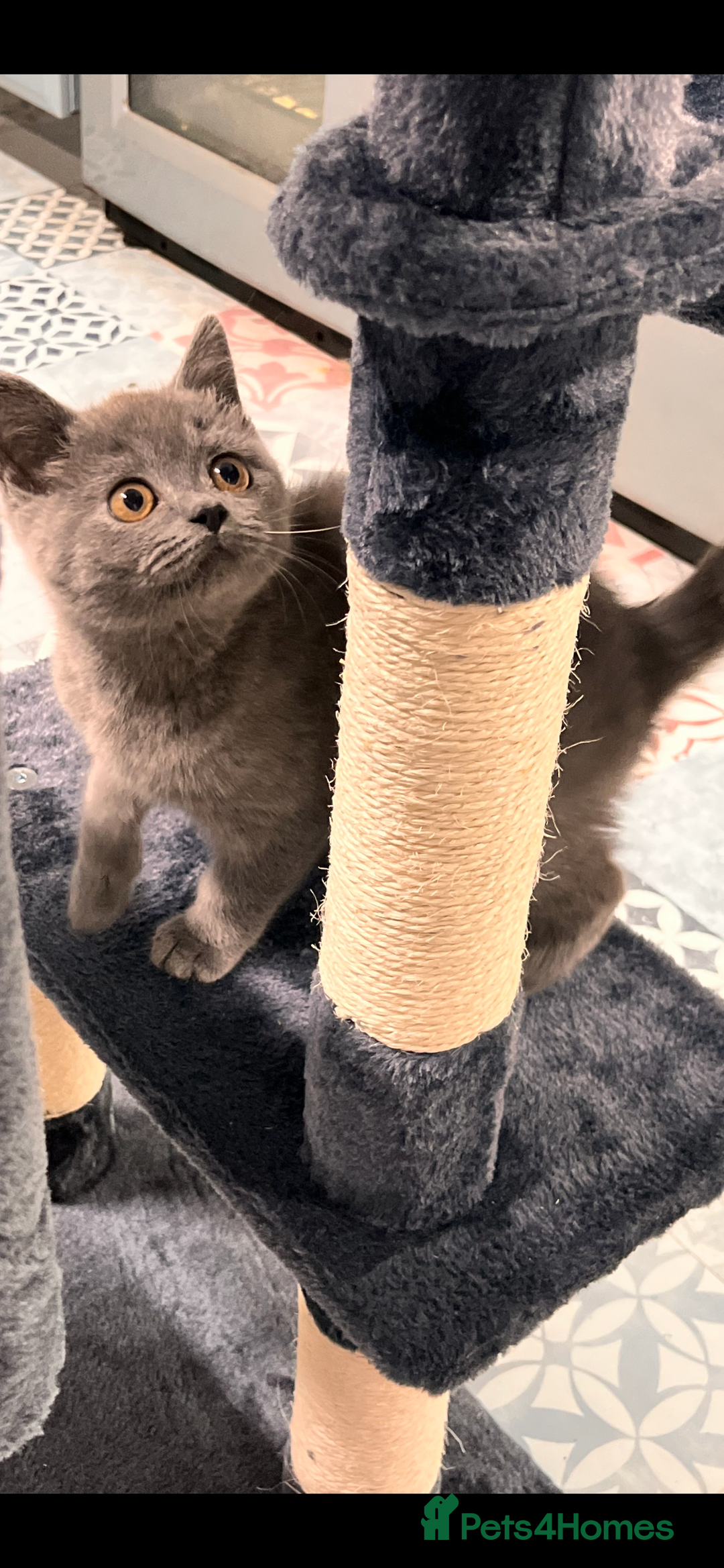 British Shorthair cats for sale: Gorgeous Pure British Shorthaired Kittens  - Image 3