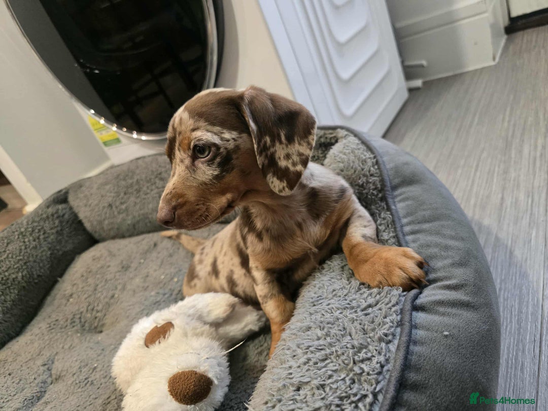 Dachshund dogs for sale: Needs rehoming ASAP - Image 10