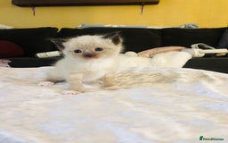 Ragdoll cats for sale: Ragdoll kittens  - Advert 11