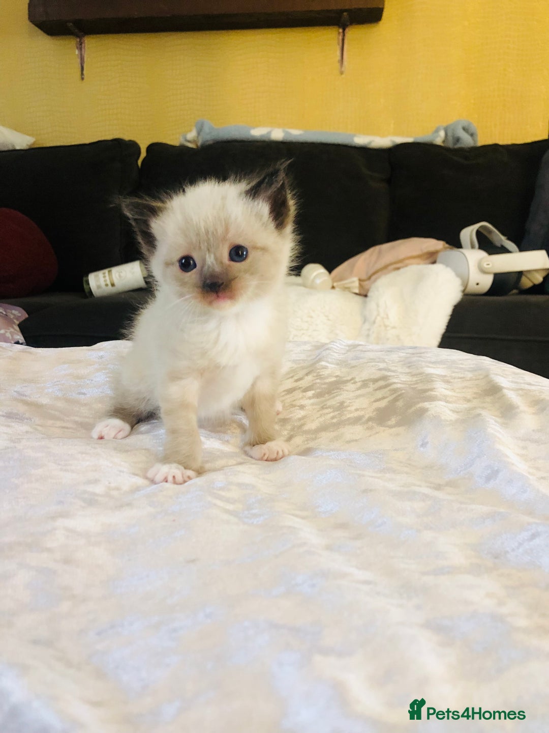 Ragdoll cats for sale: Ragdoll kittens  - Advert 11