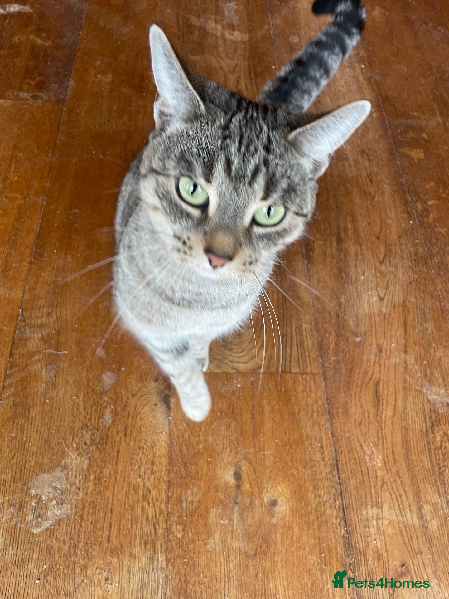 Mixed Breed cats for sale: Female Cat For Sale - Advert 2