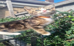 Bengal cats for sale: Manecoon x bengal kittens mink & grey  - Image 14