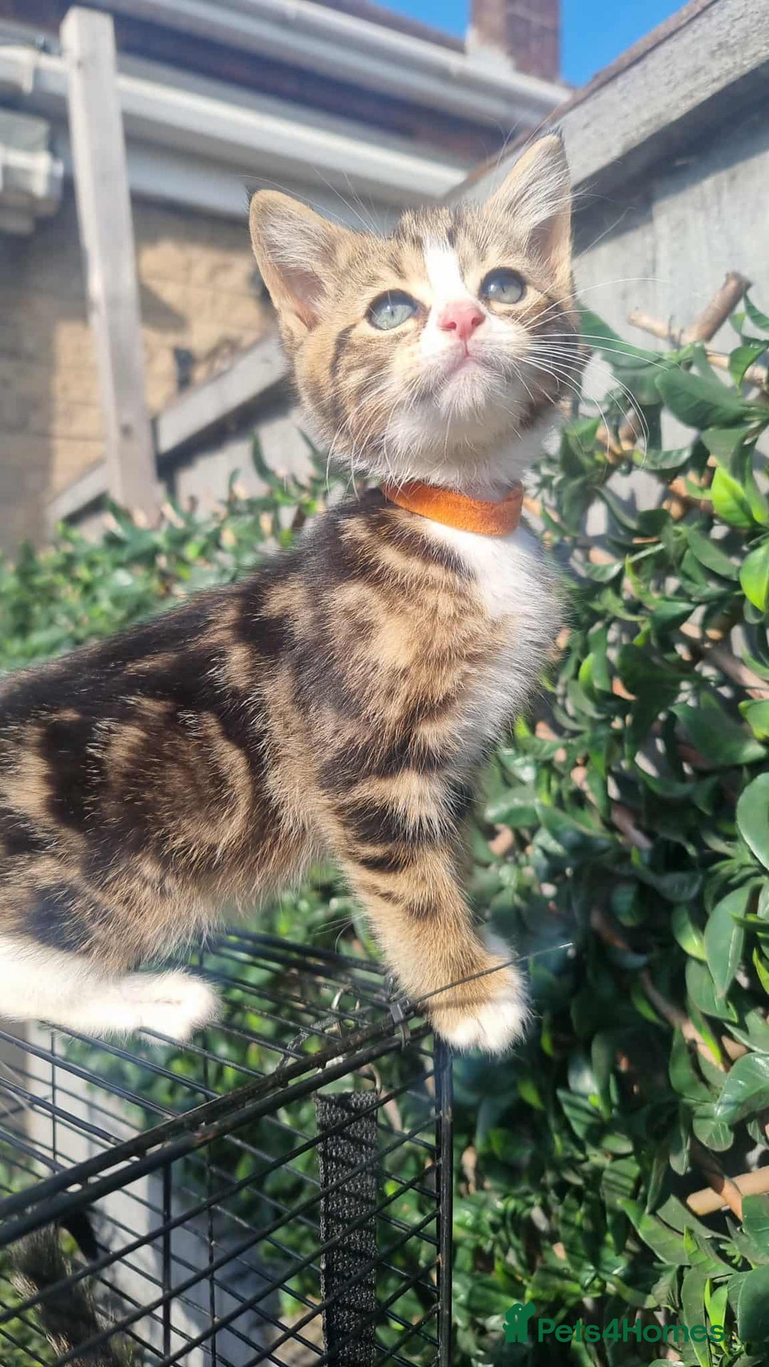 Bengal cats for sale: Manecoon x bengal kittens mink & grey  - Image 14