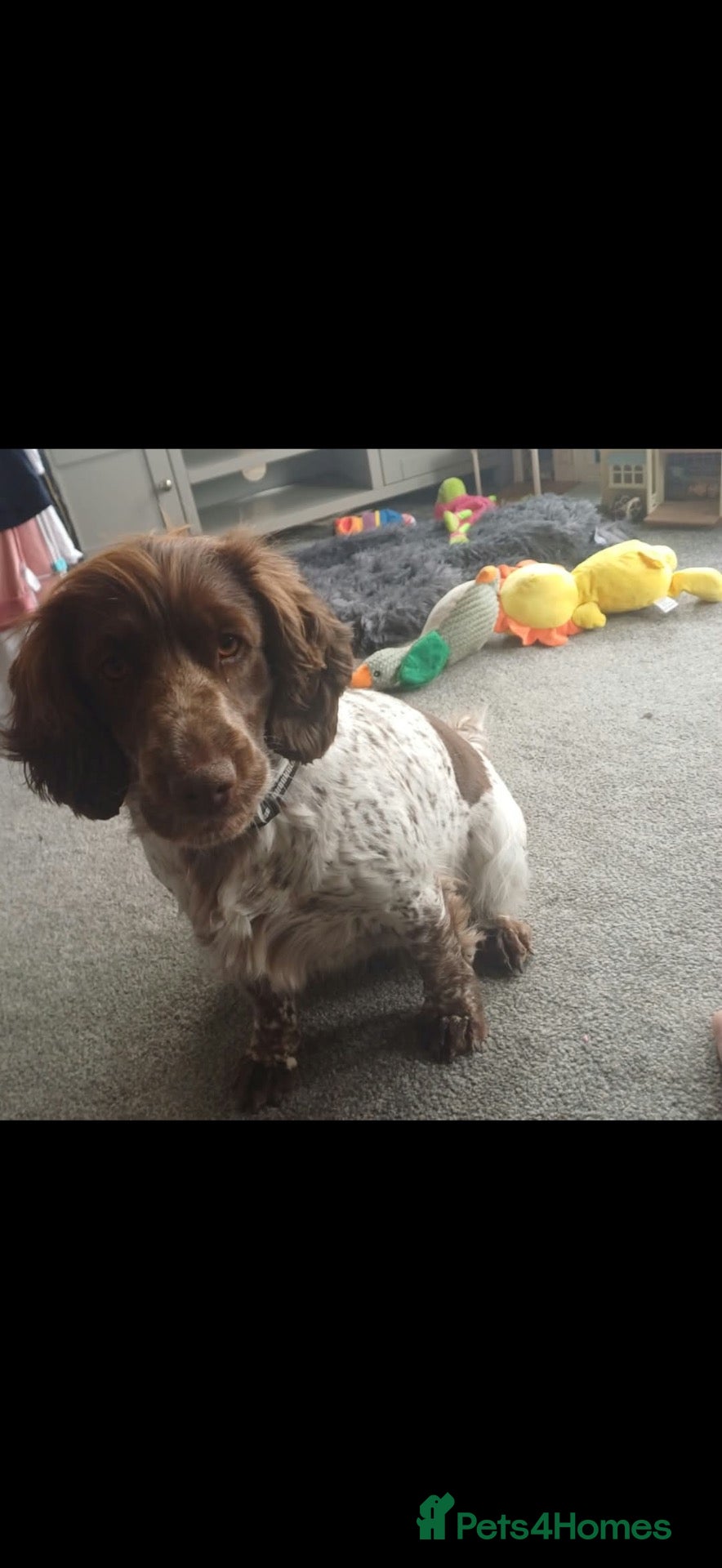 Cocker Spaniel dogs for sale: Cocker spaniel puppies  - Advert 2